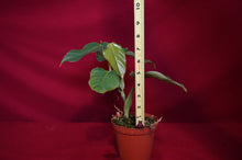 Load image into Gallery viewer, Philodendron Cf. Ornatum