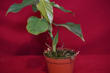 Load image into Gallery viewer, Philodendron Cf. Ornatum