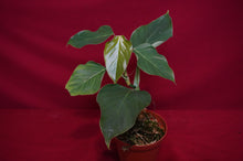 Load image into Gallery viewer, Philodendron Cf. Ornatum