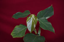 Load image into Gallery viewer, Philodendron Cf. Ornatum
