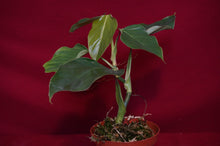 Load image into Gallery viewer, Philodendron Cf. Ornatum