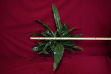 Load image into Gallery viewer, Aglaomorpha Coronans