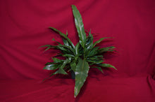 Load image into Gallery viewer, Aglaomorpha Coronans