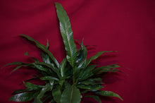 Load image into Gallery viewer, Aglaomorpha Coronans