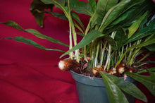 Load image into Gallery viewer, Aglaomorpha Coronans