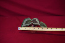 Load image into Gallery viewer, Begonia longiciliata