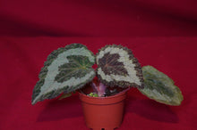 Load image into Gallery viewer, Begonia longiciliata