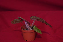 Load image into Gallery viewer, Begonia longiciliata