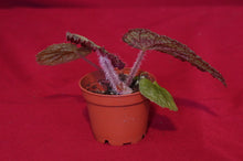Load image into Gallery viewer, Begonia longiciliata