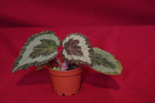 Load image into Gallery viewer, Begonia longiciliata
