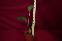 Load image into Gallery viewer, Anthurium Laciniosum