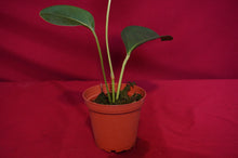 Load image into Gallery viewer, Anthurium Laciniosum