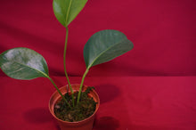 Load image into Gallery viewer, Anthurium Laciniosum