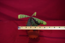 Load image into Gallery viewer, Biophytum Species Napo