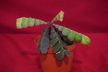 Load image into Gallery viewer, Biophytum Species Napo