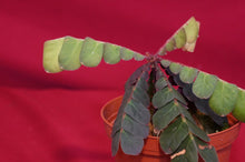 Load image into Gallery viewer, Biophytum Species Napo
