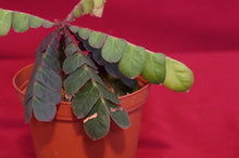 Load image into Gallery viewer, Biophytum Species Napo
