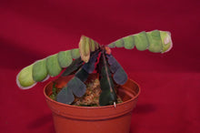 Load image into Gallery viewer, Biophytum Species Napo