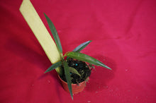 Load image into Gallery viewer, Philodendron Chinchamayense