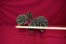 Load image into Gallery viewer, Begonia Variegata