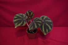 Load image into Gallery viewer, Begonia Variegata