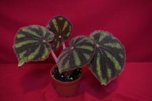 Load image into Gallery viewer, Begonia Variegata