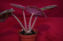 Load image into Gallery viewer, Begonia Variegata