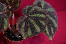Load image into Gallery viewer, Begonia Variegata