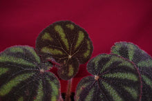 Load image into Gallery viewer, Begonia Variegata