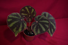 Load image into Gallery viewer, Begonia Variegata