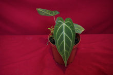 Load image into Gallery viewer, Anthurium Magnificum