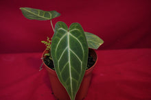 Load image into Gallery viewer, Anthurium Magnificum