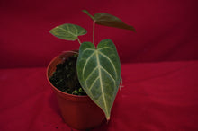Load image into Gallery viewer, Anthurium Magnificum