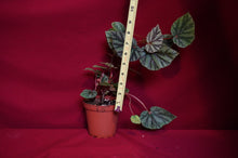 Load image into Gallery viewer, Begonia Species U540
