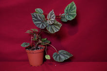Load image into Gallery viewer, Begonia Species U540