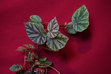 Load image into Gallery viewer, Begonia Species U540