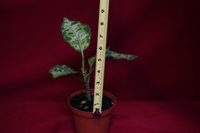 Load image into Gallery viewer, Aglaonema Pictum Tricolor