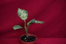 Load image into Gallery viewer, Aglaonema Pictum Tricolor