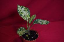 Load image into Gallery viewer, Aglaonema Pictum Tricolor