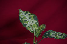 Load image into Gallery viewer, Aglaonema Pictum Tricolor