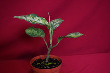 Load image into Gallery viewer, Aglaonema Pictum Tricolor