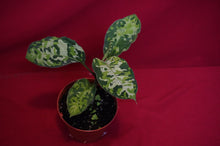 Load image into Gallery viewer, Aglaonema Pictum Tricolor