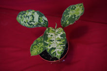 Load image into Gallery viewer, Aglaonema Pictum Tricolor