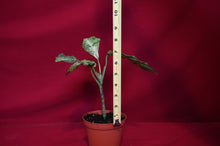 Load image into Gallery viewer, Aglaonema Pictum Tricolor