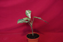 Load image into Gallery viewer, Aglaonema Pictum Tricolor