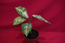 Load image into Gallery viewer, Aglaonema Pictum Tricolor
