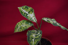 Load image into Gallery viewer, Aglaonema Pictum Tricolor