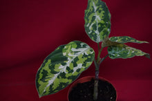 Load image into Gallery viewer, Aglaonema Pictum Tricolor