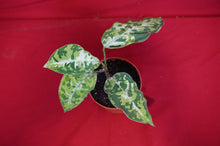 Load image into Gallery viewer, Aglaonema Pictum Tricolor