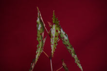 Load image into Gallery viewer, Begonia Amphioxus